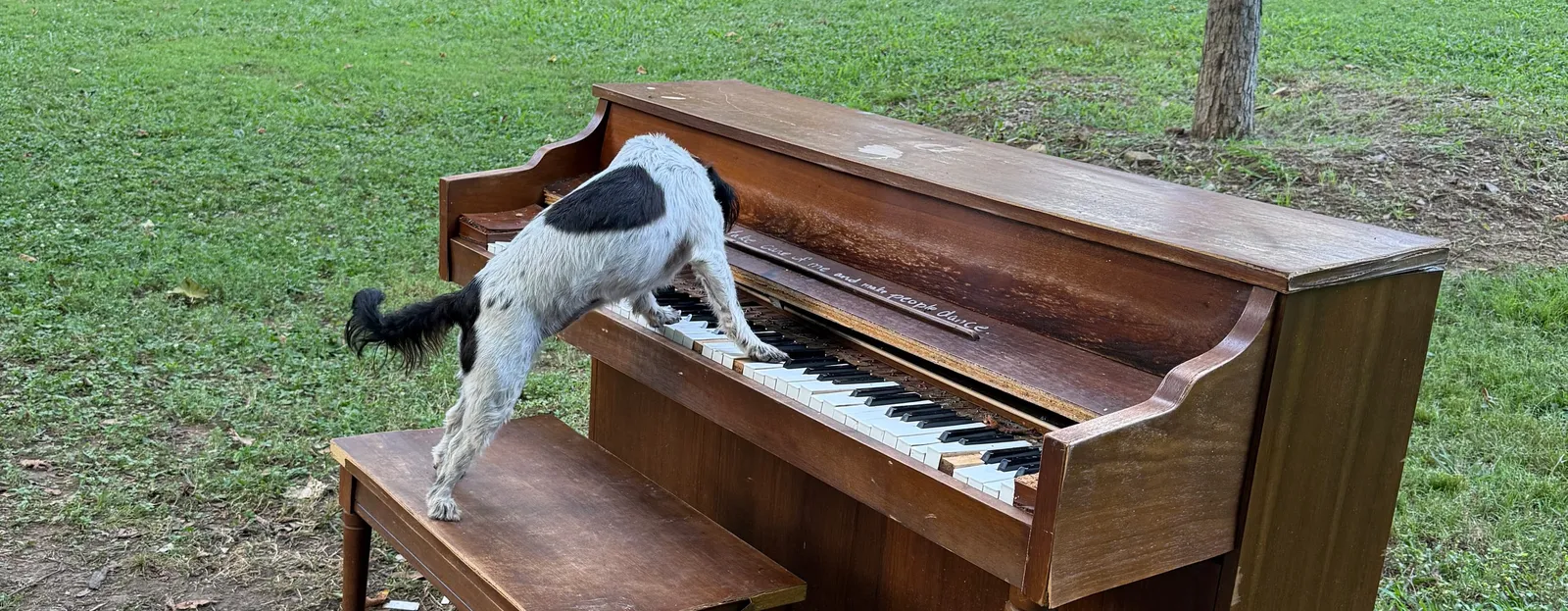 A dog with its paws on the keys of the public piano on the lawn at Sevier Park.