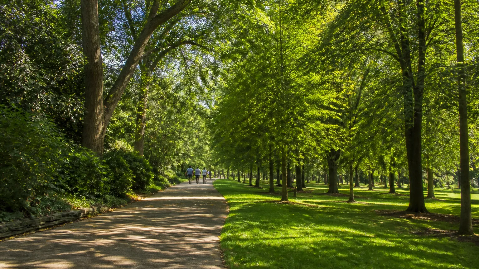 A tree-lined path through Sevier Park in full summer leaf.